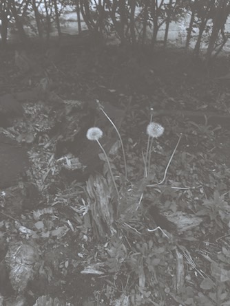 Abjection, Tatjana Macic