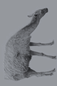 Electric, Tatjana Macic